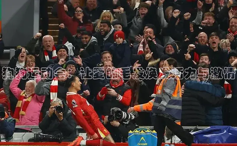 狗狗运动会：让爱的毛发焕发活力与激情